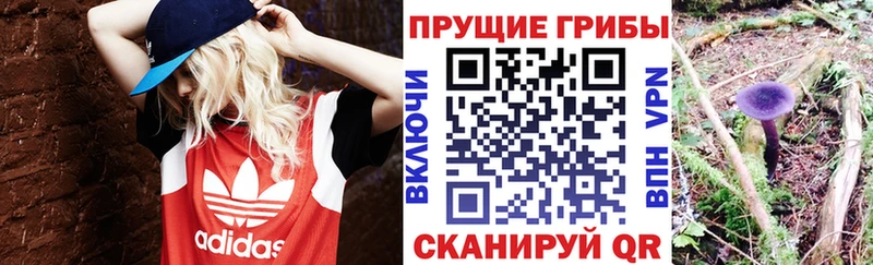ОМГ ОМГ как войти  Балтийск  Галлюциногенные грибы Magic Shrooms 